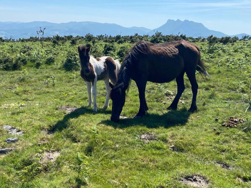 Maison Basque Maiana Anglet Eksteriør billede